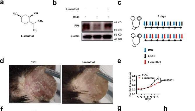 靶点发现|L-薄荷醇用于治疗银屑病的靶点